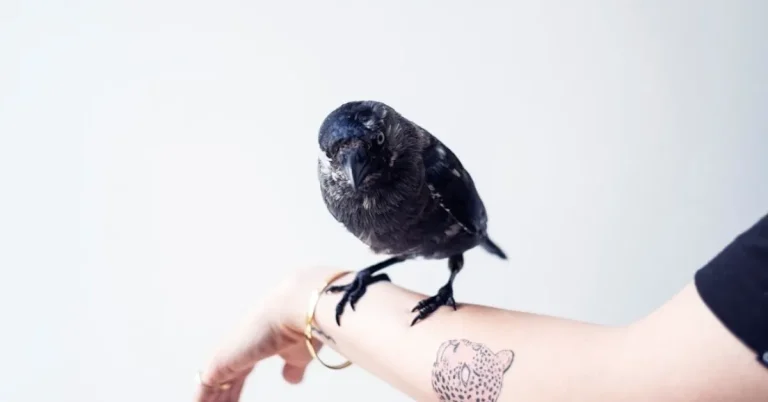 Bold Blackwork Sleeve Designs