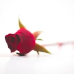 Celestial Rose 1