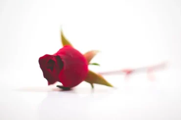 Celestial Rose 1