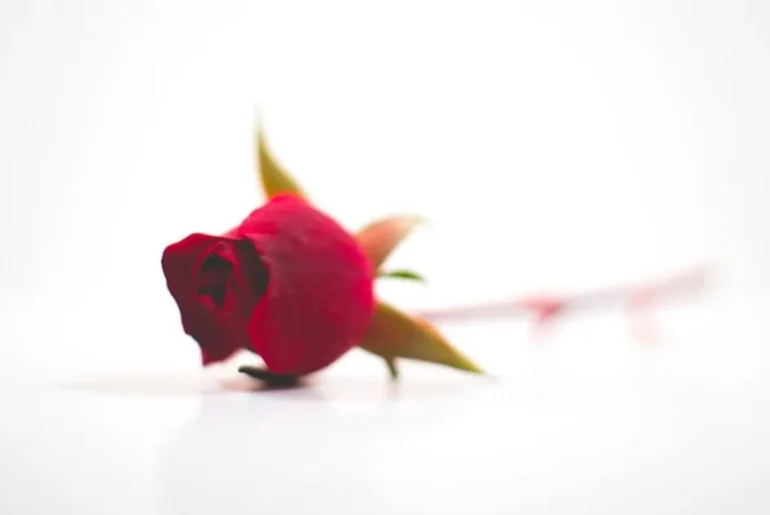 Celestial Rose 1