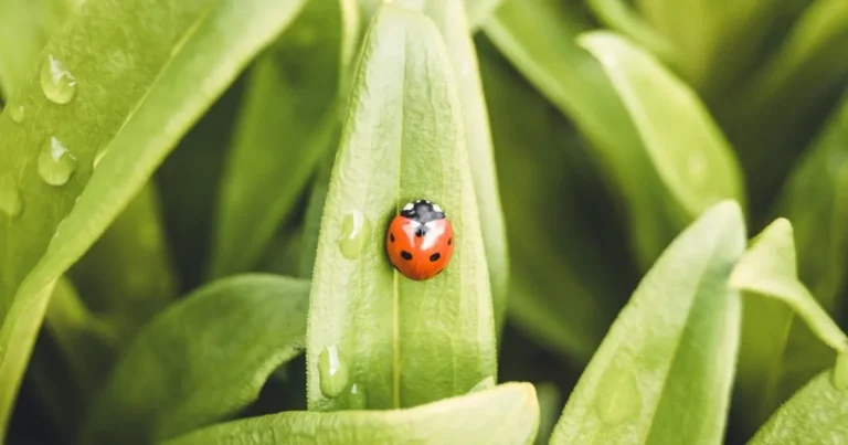 21 Small Ladybug Tattoo Ideas 2025