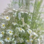Mini Herb Garden