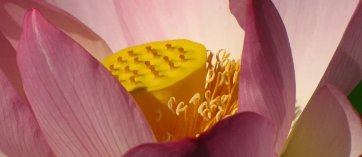 elegant lotus flower