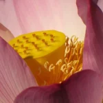 elegant lotus flower