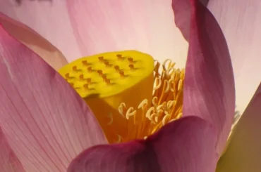 elegant lotus flower