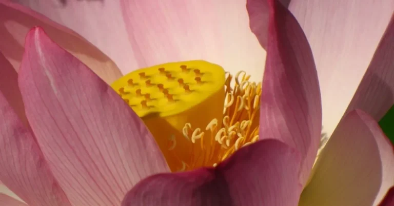 elegant lotus flower