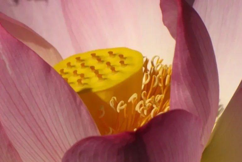 elegant lotus flower